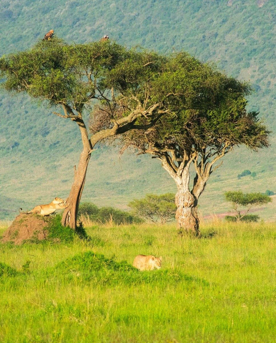 andBeyond Bateleur Camp — photo 8