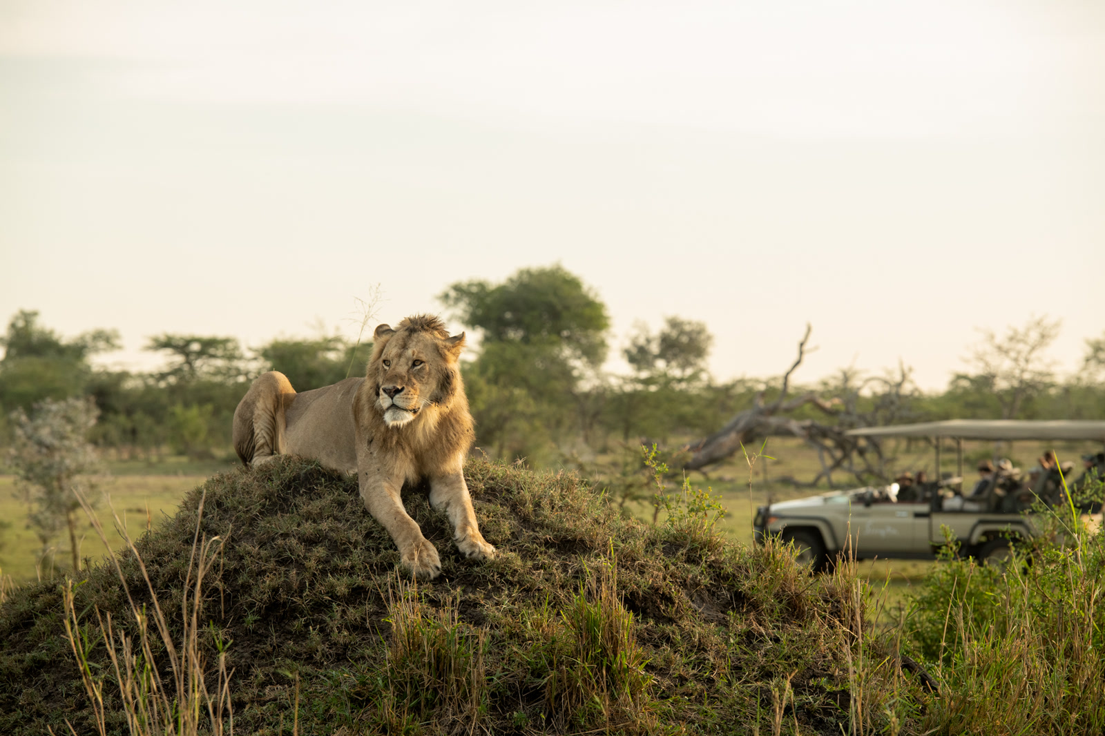 Singita Grumeti — photo 3